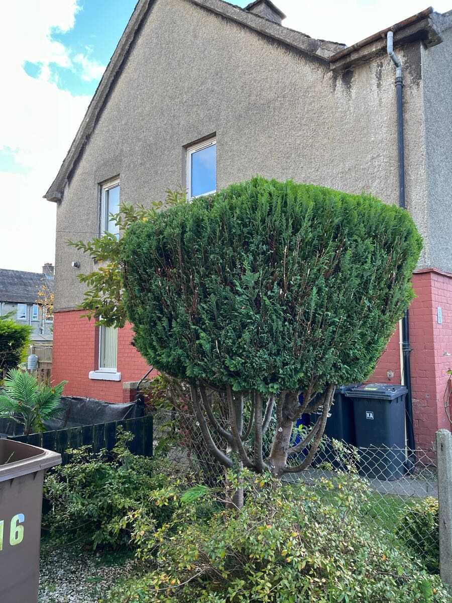 Conifer shaped and cut to size